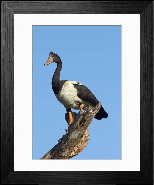 Framed Print : DDE-90025971 Framed Print : DDE-90025971