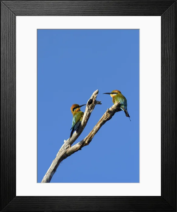 Framed Print : DDE-90025973 Framed Print : DDE-90025973