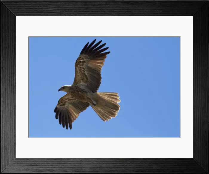 Framed Print : DDE-90025998 Framed Print : DDE-90025998