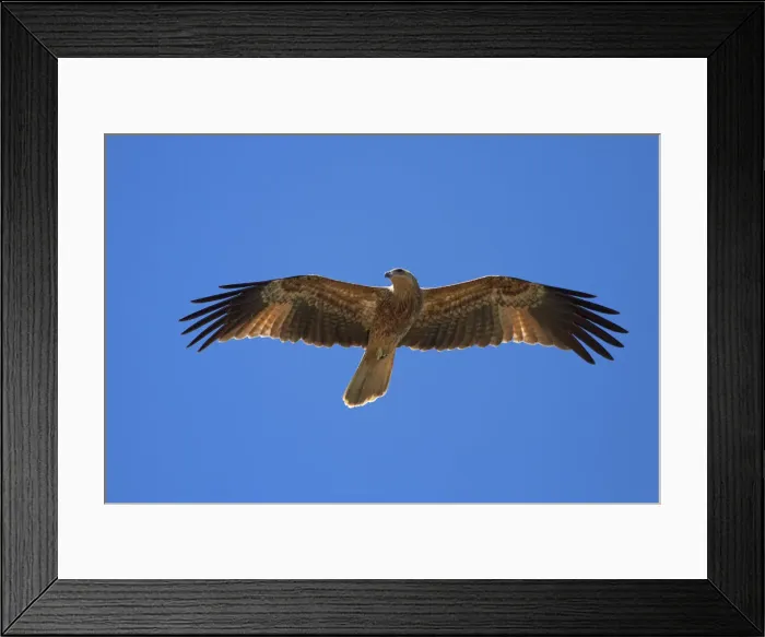 Framed Print : DDE-90025999 Framed Print : DDE-90025999