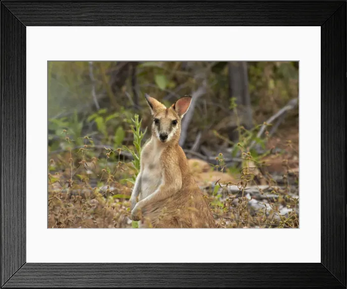 Framed Print : DDE-90026006 Framed Print : DDE-90026006