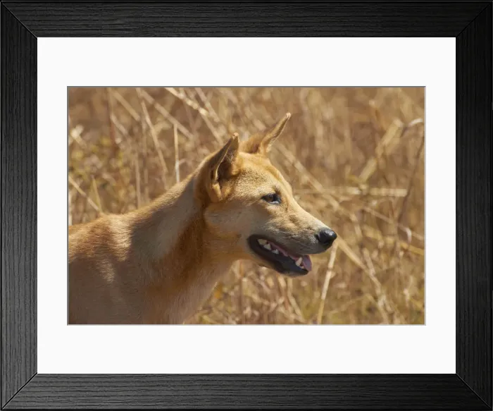 Framed Print : DDE-90026007 Framed Print : DDE-90026007