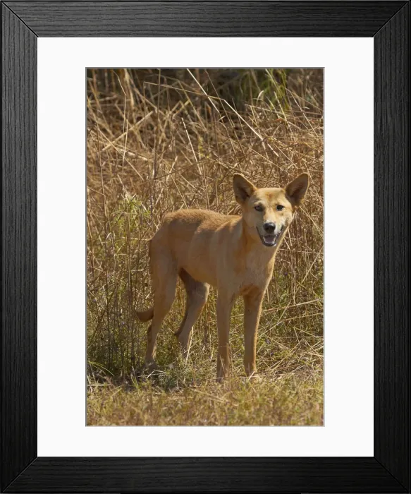 Framed Print : DDE-90026008 Framed Print : DDE-90026008
