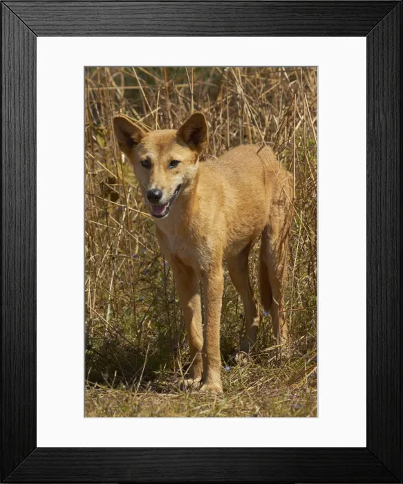 Framed Print : DDE-90026009 Framed Print : DDE-90026009
