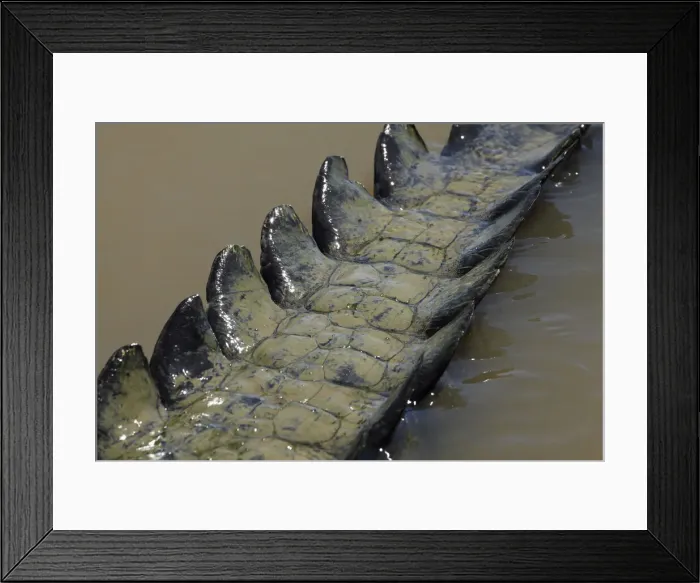 Framed Print : DDE-90026019