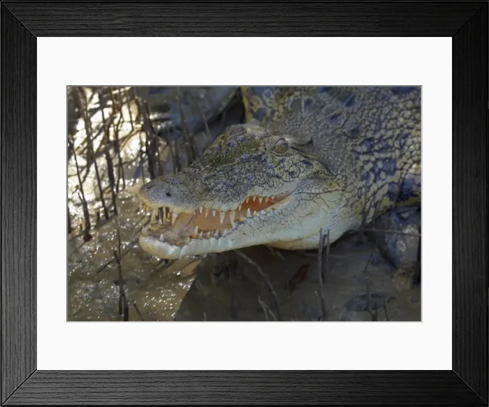 Framed Print : DDE-90026025 Framed Print : DDE-90026025