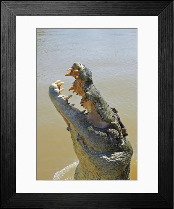 Framed Print : DDE-90026029 Framed Print : DDE-90026029