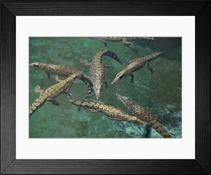 Framed Print : DDE-90026030