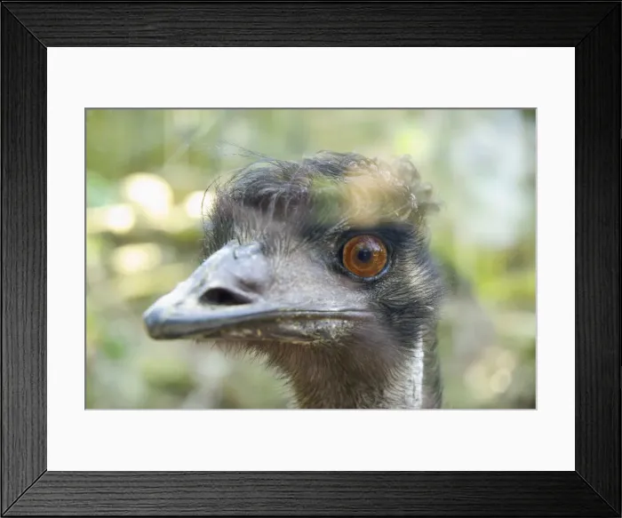 Framed Print : DDE-90026091 Framed Print : DDE-90026091