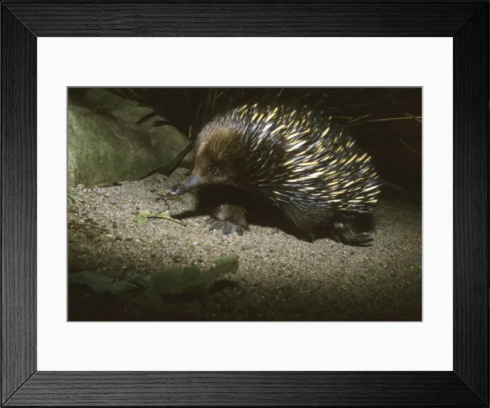 Framed Print : DDE-90026107