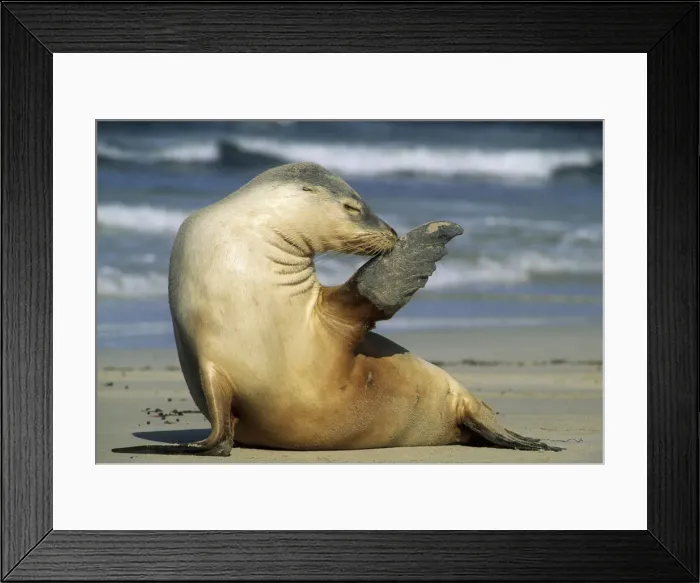Framed Print : DDE-90026106 Framed Print : DDE-90026106