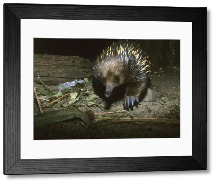 Framed Print : DDE-90026108 Framed Print : DDE-90026108