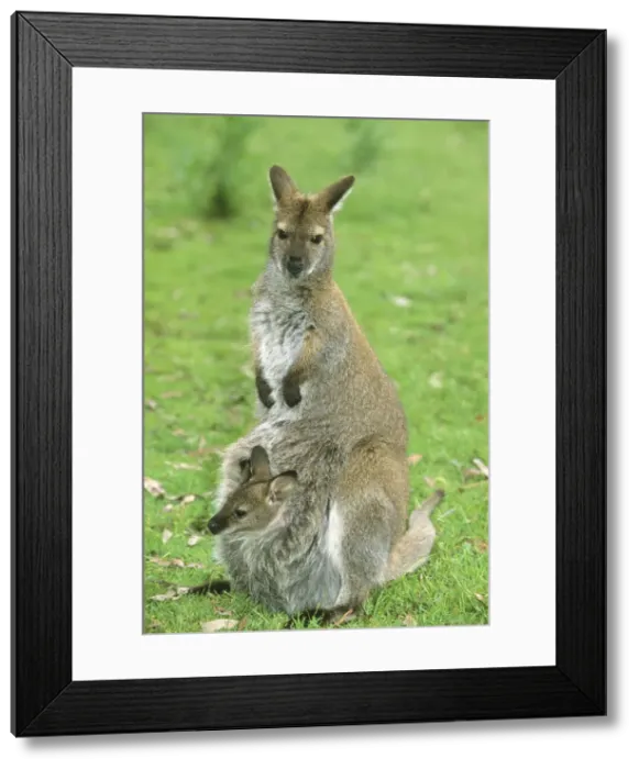 Framed Print : DDE-90026110 Framed Print : DDE-90026110