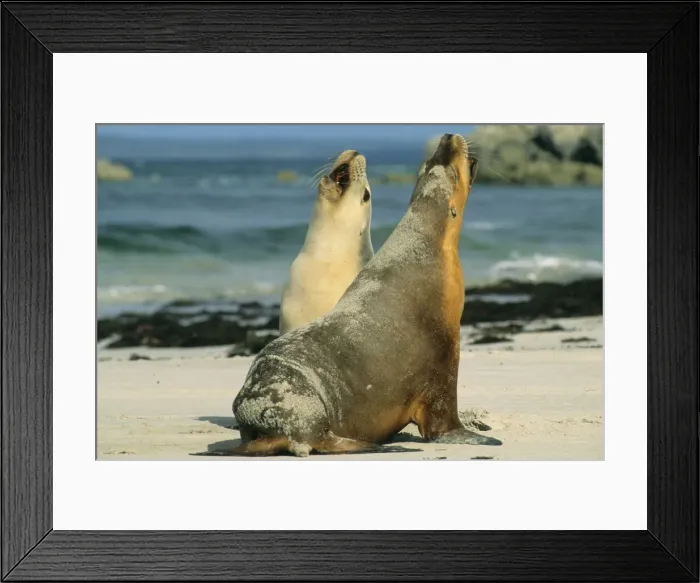 Framed Print : DDE-90026109 Framed Print : DDE-90026109