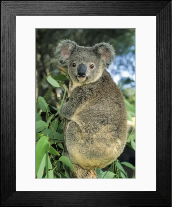 Framed Print : DDE-90026111 Framed Print : DDE-90026111