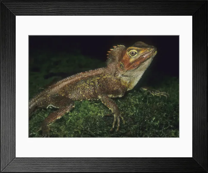 Framed Print : DDE-90026113 Framed Print : DDE-90026113