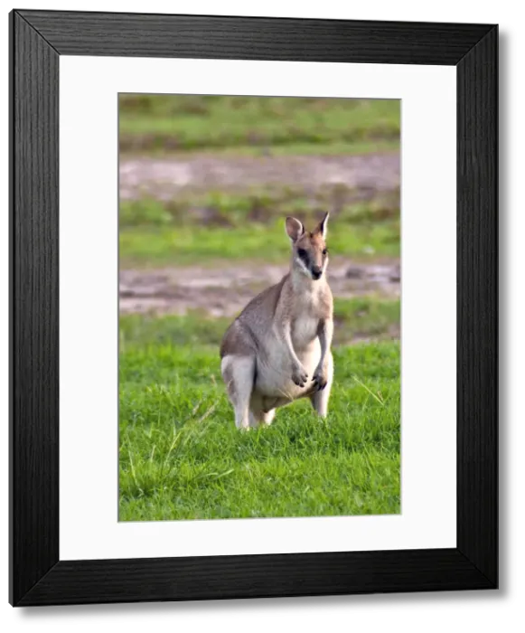 Framed Print : DDE-90026116 Framed Print : DDE-90026116