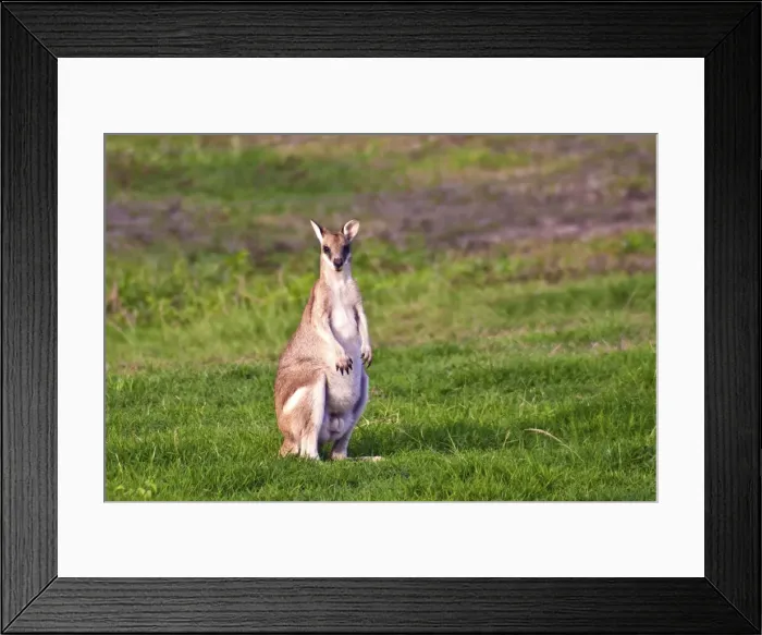 Framed Print : DDE-90026115