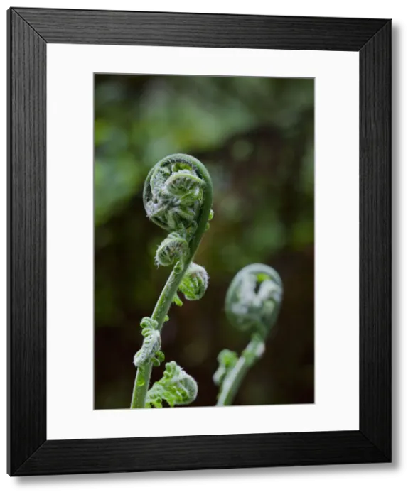Framed Print : DDE-90026151