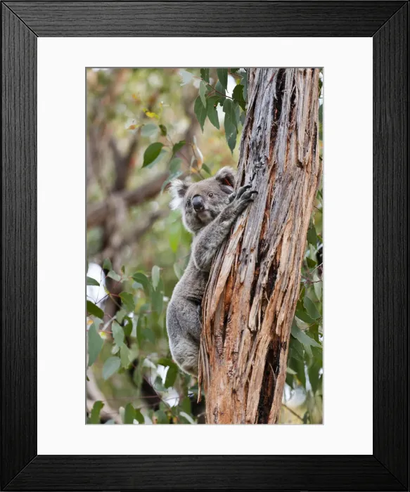 Framed Print : DDE-90026160