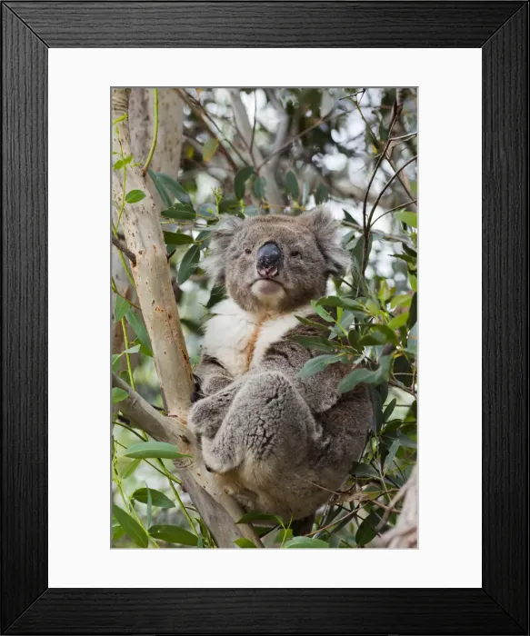 Framed Print : DDE-90026161 Framed Print : DDE-90026161