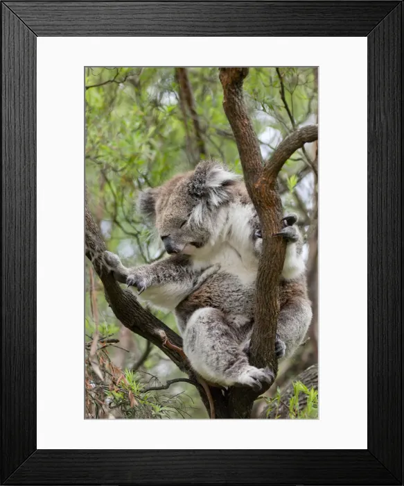 Framed Print : DDE-90026163 Framed Print : DDE-90026163