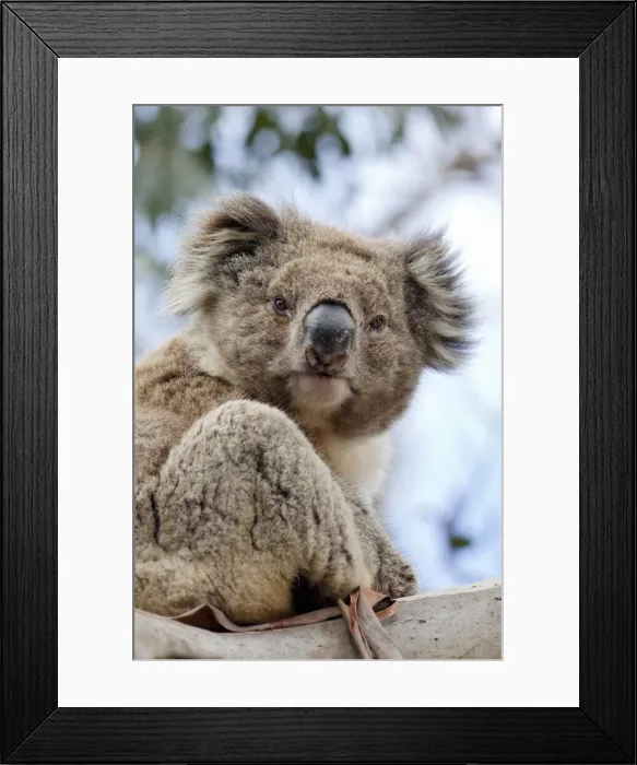 Framed Print : DDE-90026162 Framed Print : DDE-90026162