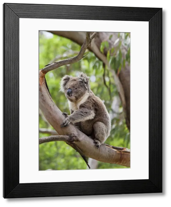 Framed Print : DDE-90026164 Framed Print : DDE-90026164