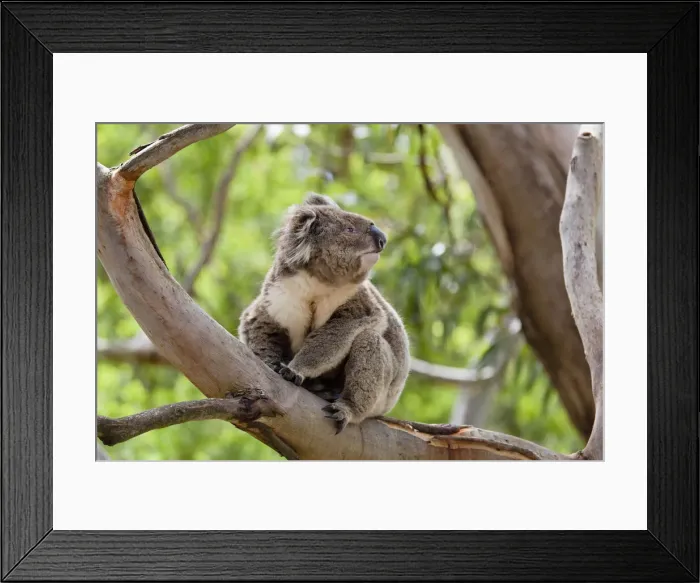 Framed Print : DDE-90026165 Framed Print : DDE-90026165