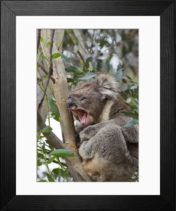 Framed Print : DDE-90026168 Framed Print : DDE-90026168