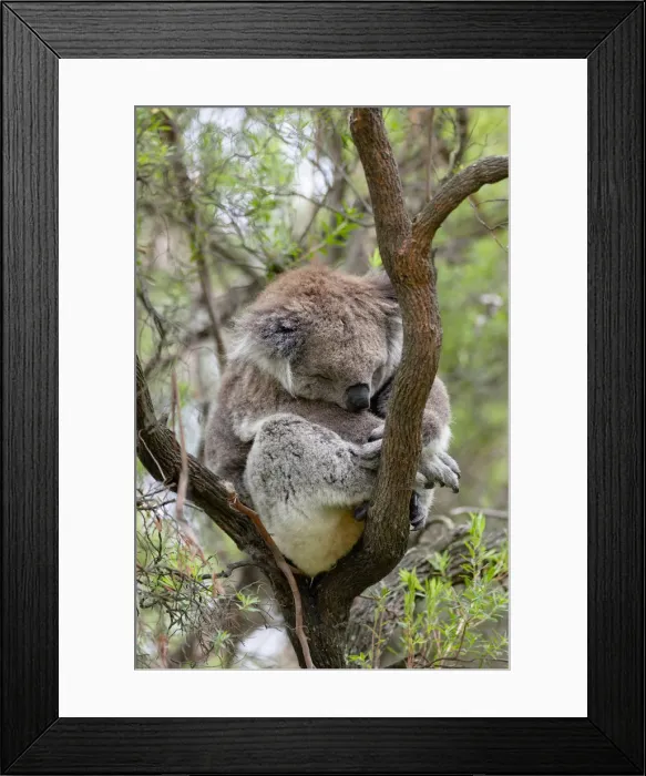 Framed Print : DDE-90026169 Framed Print : DDE-90026169