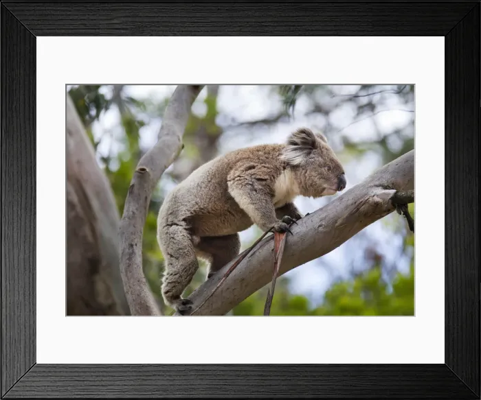Framed Print : DDE-90026170 Framed Print : DDE-90026170