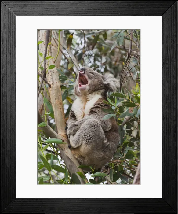 Framed Print : DDE-90026167 Framed Print : DDE-90026167