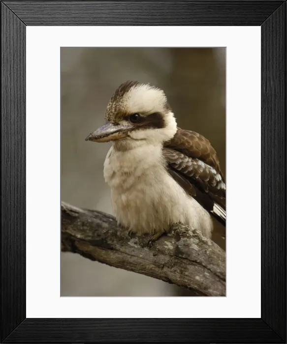 Framed Print : DDE-90026175 Framed Print : DDE-90026175
