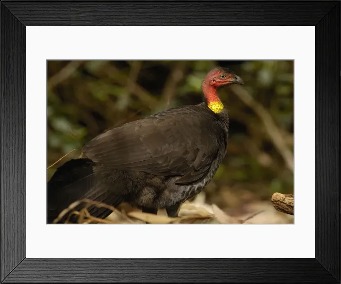 Framed Print : DDE-90026176 Framed Print : DDE-90026176