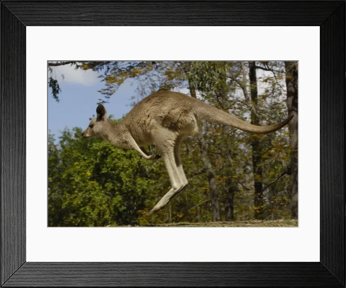 Framed Print : DDE-90026178 Framed Print : DDE-90026178