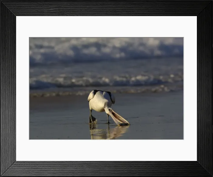 Framed Print : DDE-90026179 Framed Print : DDE-90026179
