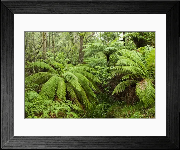 Framed Print : DDE-90026181 Framed Print : DDE-90026181