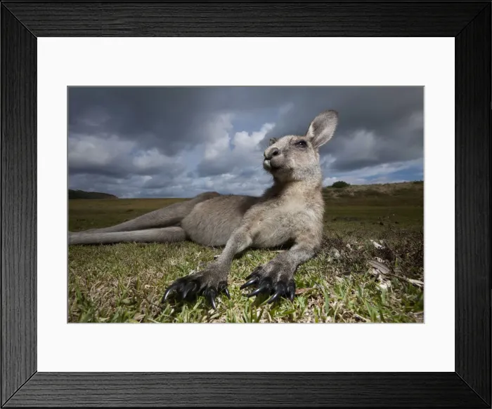 Framed Print : DDE-90026183 Framed Print : DDE-90026183