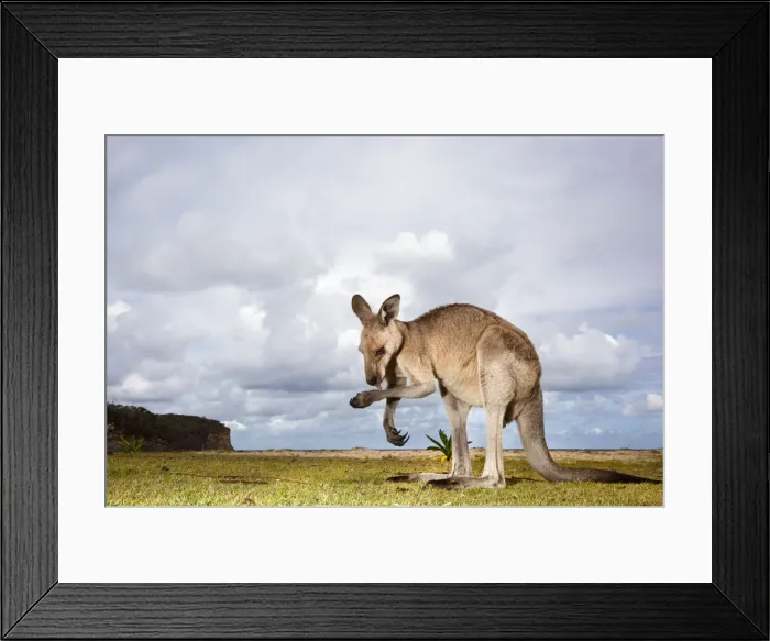 Framed Print : DDE-90026185 Framed Print : DDE-90026185