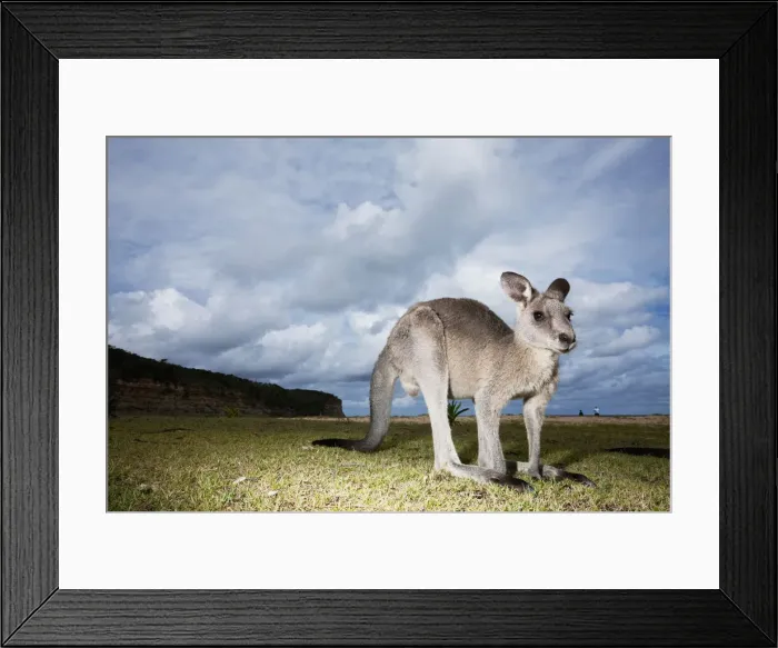 Framed Print : DDE-90026186 Framed Print : DDE-90026186