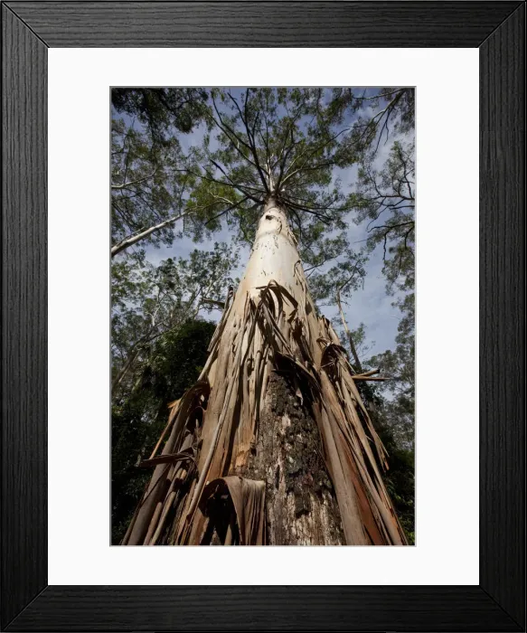 Framed Print : DDE-90026187 Framed Print : DDE-90026187