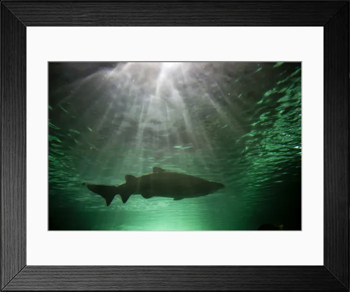 Framed Print : DDE-90026189 Framed Print : DDE-90026189