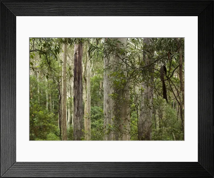 Framed Print : DDE-90026188 Framed Print : DDE-90026188