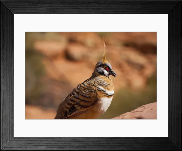 Framed Print : DDE-90026200 Framed Print : DDE-90026200