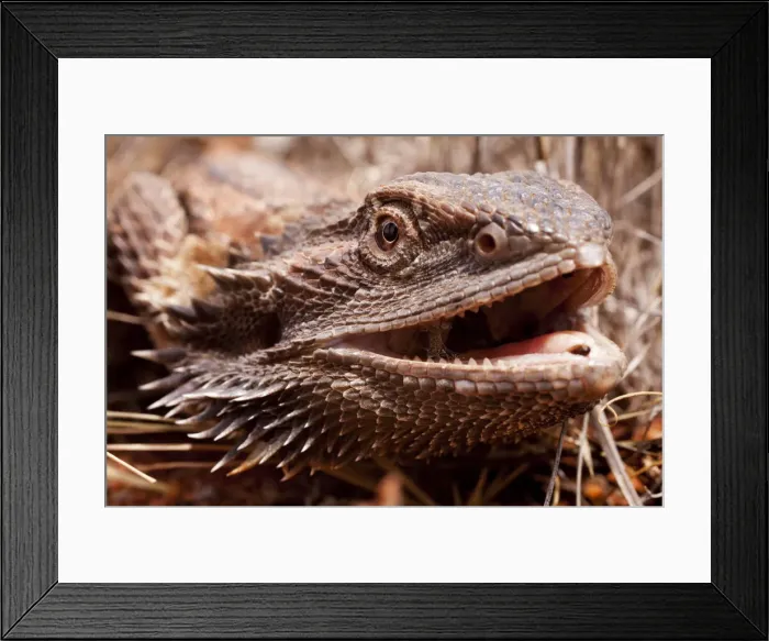 Framed Print : DDE-90026204 Framed Print : DDE-90026204
