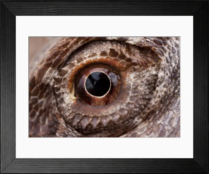 Framed Print : DDE-90026205 Framed Print : DDE-90026205