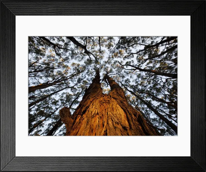 Framed Print : DDE-90026209 Framed Print : DDE-90026209