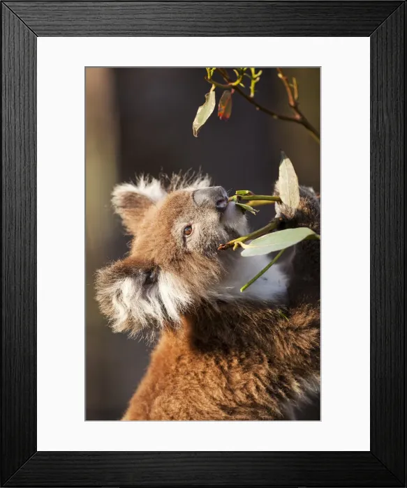 Framed Print : DDE-90026210