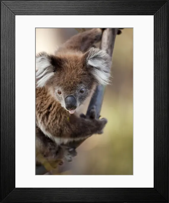 Framed Print : DDE-90026212 Framed Print : DDE-90026212